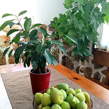 White Margarit *
